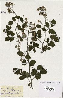 spécimen de Rubus ulmifolius