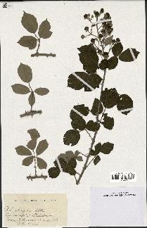 spécimen de Rubus ulmifolius