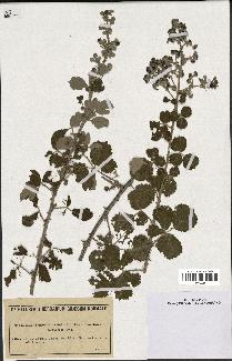 spécimen de Rubus ulmifolius