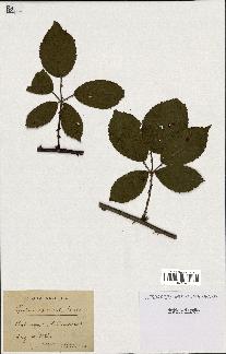 spécimen de Rubus opacus