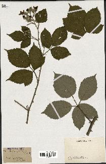 spécimen de Rubus pubescens