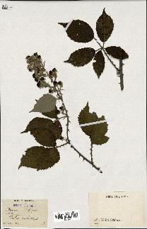 spécimen de Rubus pubescens