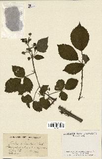 spécimen de Rubus integribasis