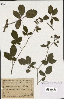 spécimen de Rubus divaricatus