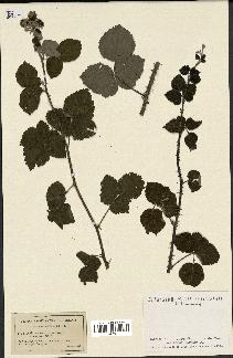 spécimen de Rubus nemorosus