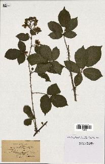 spécimen de Rubus nitidus