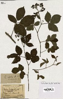 spécimen de Rubus nitidus