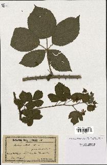 spécimen de Rubus nitidus