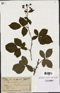 spécimen de Rubus nitidus