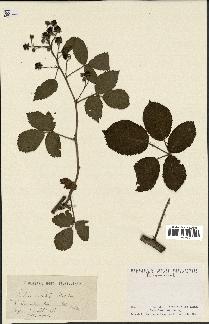 spécimen de Rubus nitidus