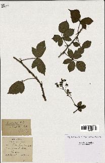 spécimen de Rubus nitidus