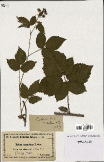 spécimen de Rubus fissus