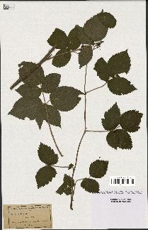 spécimen de Rubus fissus