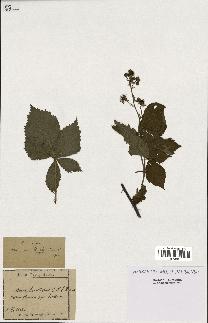 spécimen de Rubus plicatus