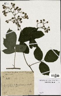 spécimen de Rubus sp.