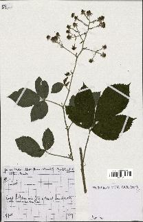 spécimen de Rubus sp.