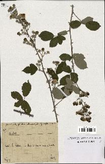 spécimen de Rubus sp.