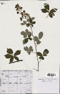 spécimen de Rubus sp.