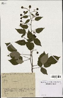 spécimen de Rubus sp.