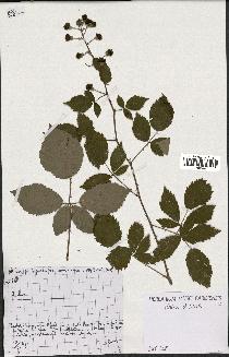 spécimen de Rubus sp.