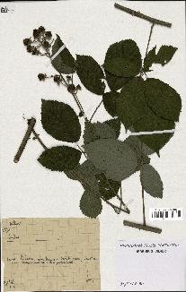 spécimen de Rubus sp.