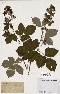 spécimen de Rubus sp.