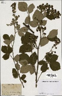 spécimen de Rubus sp.