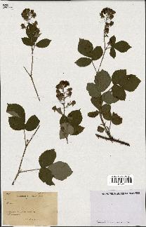 spécimen de Rubus sp.