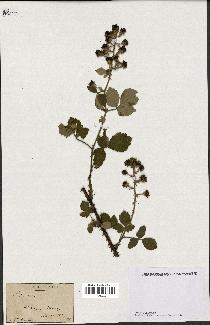 spécimen de Rubus sp.