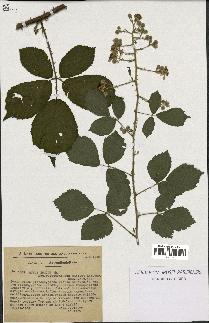 spécimen de Rubus fuscus