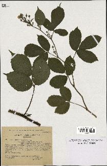 spécimen de Rubus foliosus