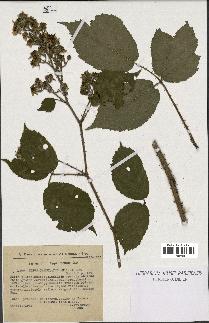 spécimen de Rubus granulatus