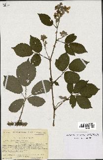 spécimen de Rubus procerus