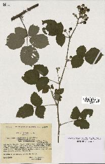 spécimen de Rubus ulmifolius x caesius