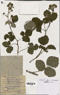 spécimen de Rubus ulmifolius x caesius