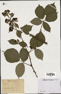 spécimen de Rubus sp.