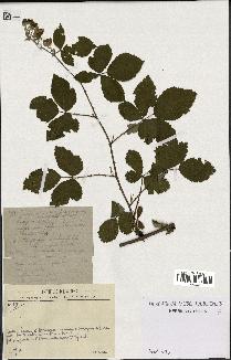 spécimen de Rubus lloydianus x ulmifolius