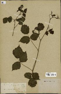 spécimen de Rubus sprengelii