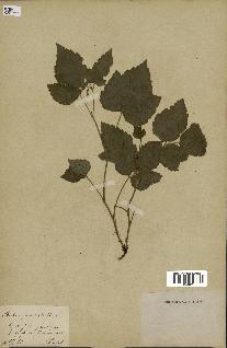 spécimen de Rubus saxatilis