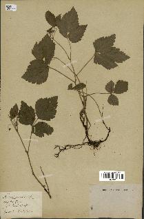 spécimen de Rubus saxatilis