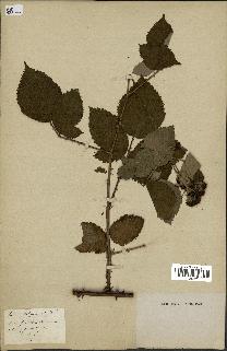 spécimen de Rubus vulgaris