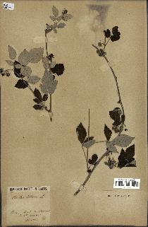 spécimen de Rubus idaeus