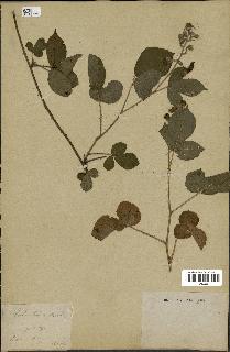 spécimen de Rubus hirtus