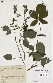 spécimen de Rubus sp.
