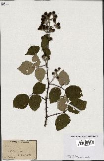 spécimen de Rubus sp.