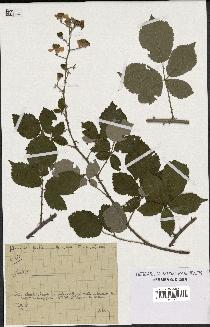 spécimen de Rubus sp.