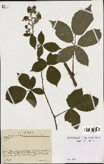 spécimen de Rubus sp.