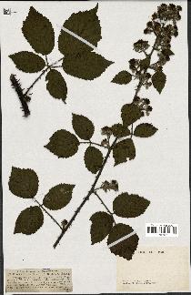 spécimen de Rubus vestitus