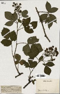 spécimen de Rubus carpinifolius