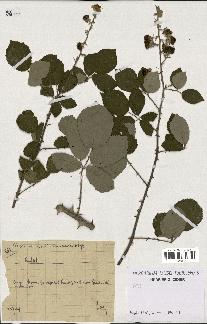 spécimen de Rubus sp.